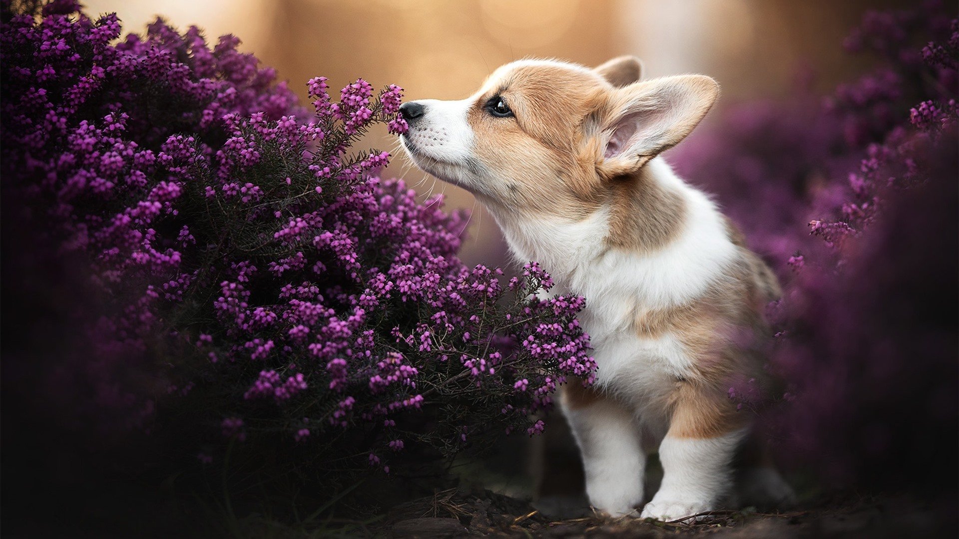 _冠军之争:温布尔登次轮大战精彩纷呈_,温布尔登第四轮