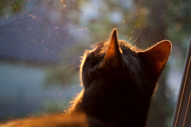 _特技自行车：极限表演彰显运动魅力_，自行车特技动作