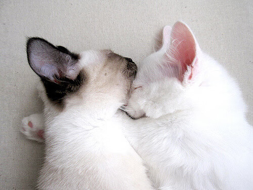 开云投注-“意甲年轻天才崛起，场场比赛都精彩纷呈”，意甲tim