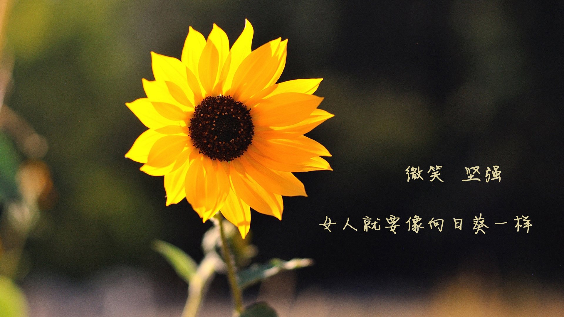 开云体育博彩-《【比赛回顾】2025年度电竞五大精彩瞬间盘点》，2021年度电竞大奖