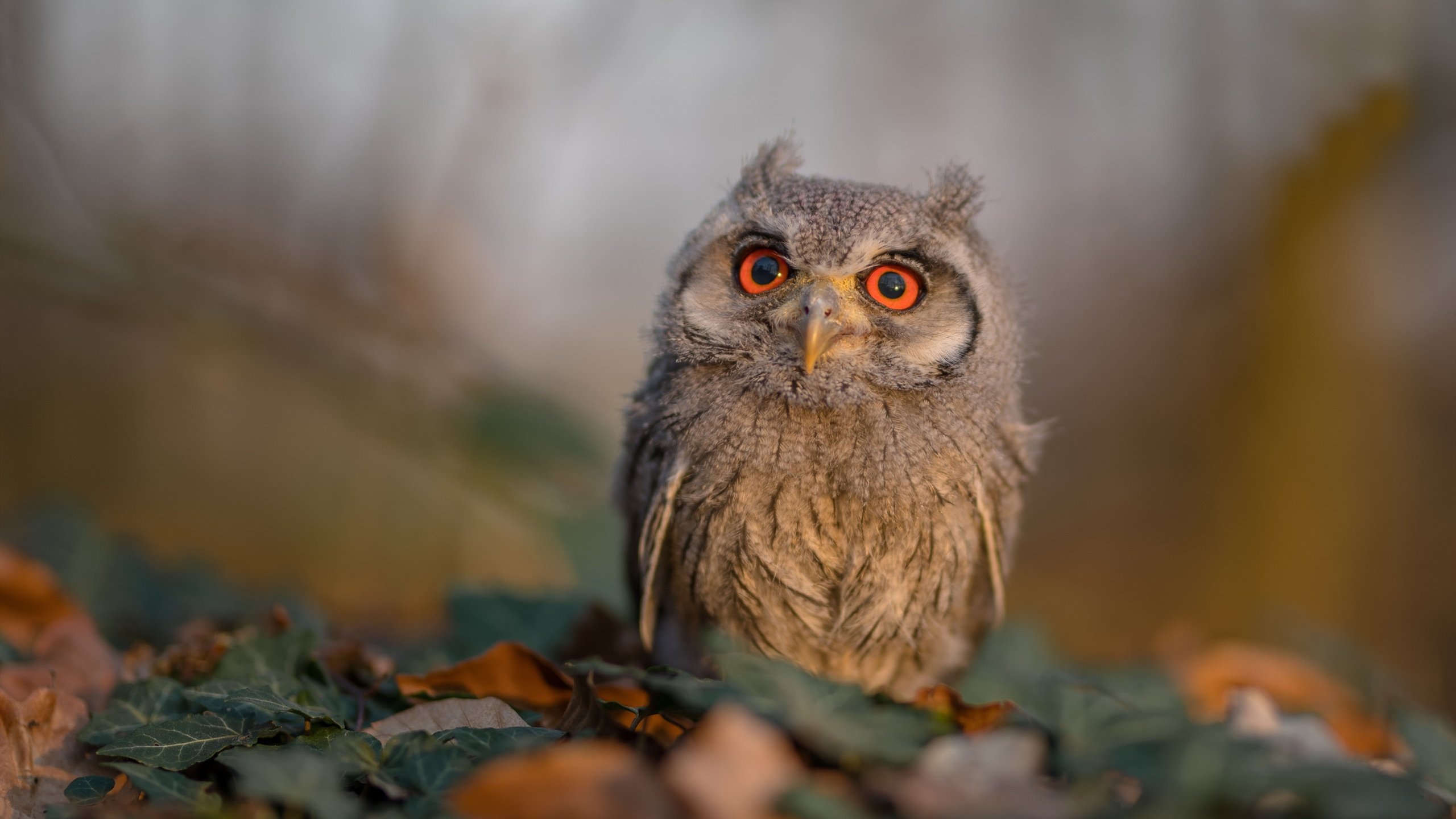 【教练点评】专家对战术布置的深度点评,战术安排