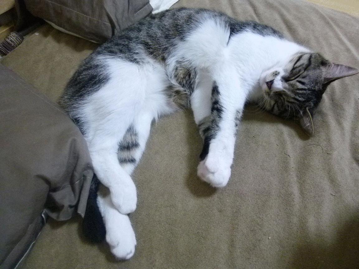 国际交流推动：跨国比赛增进友谊，跨越国际的友谊例子