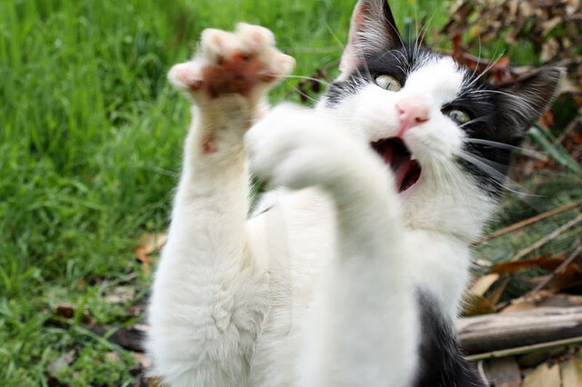 女足国青队获国际邀请赛亚军，进攻效率备受肯定，中国女足国青队