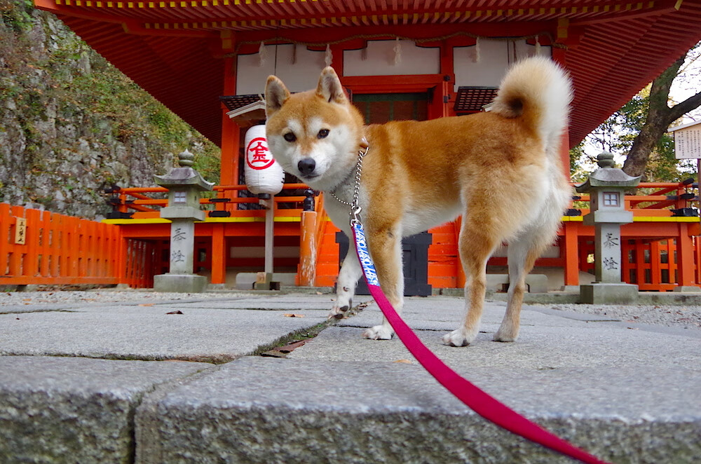 夜间自由潜水表演，光影交错尽显海底魅力，夜间潜水训练事件