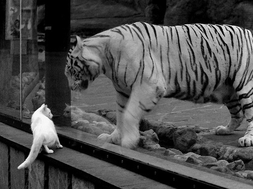 开云APP下载-意甲球队战术创新，精彩传球和精彩射门点燃现场，意甲精彩进球集锦