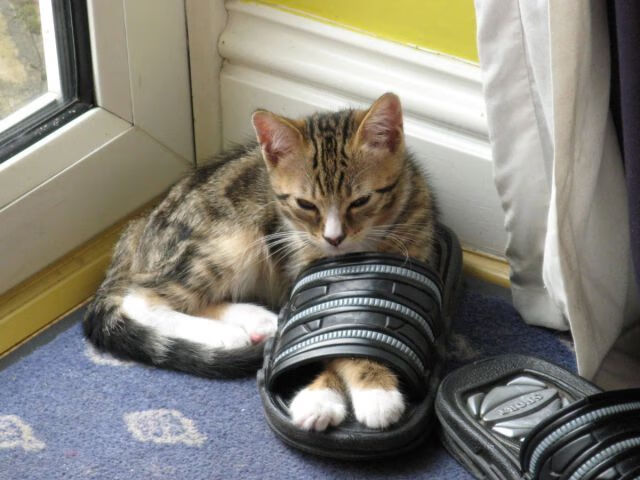 篮球训练装备智能化产品热销市场，篮球训练装备大全