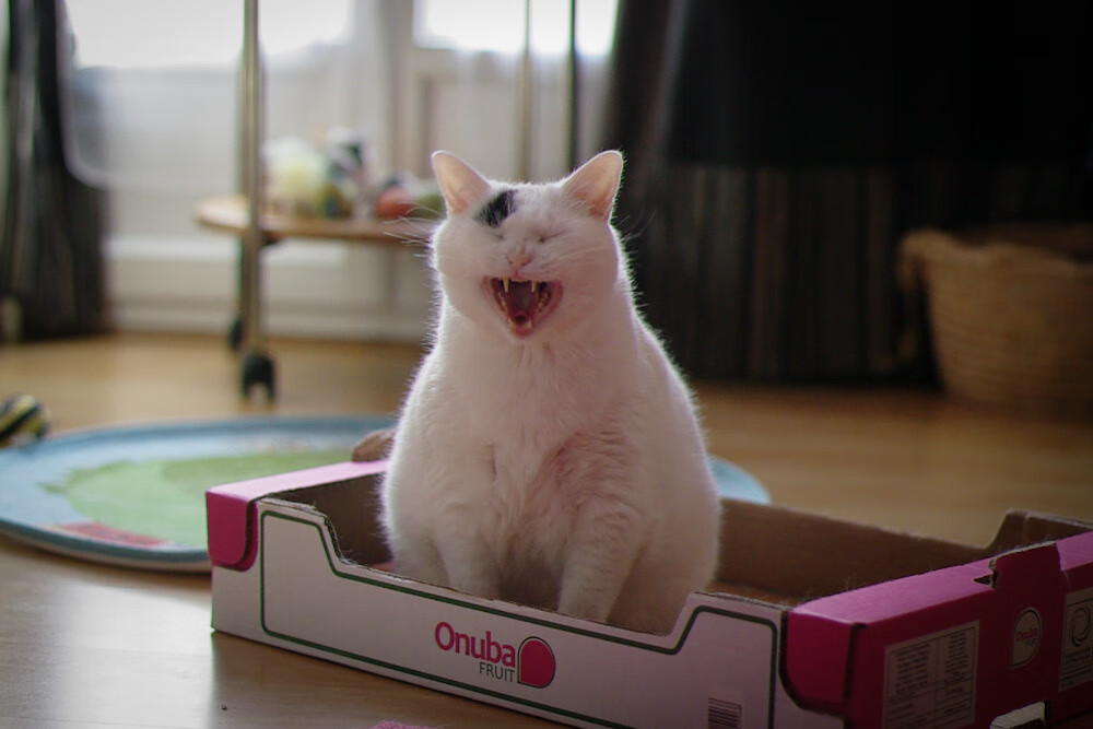 英超豪门豪掷千万,引入顶级中场助阵,英超七大传统豪门