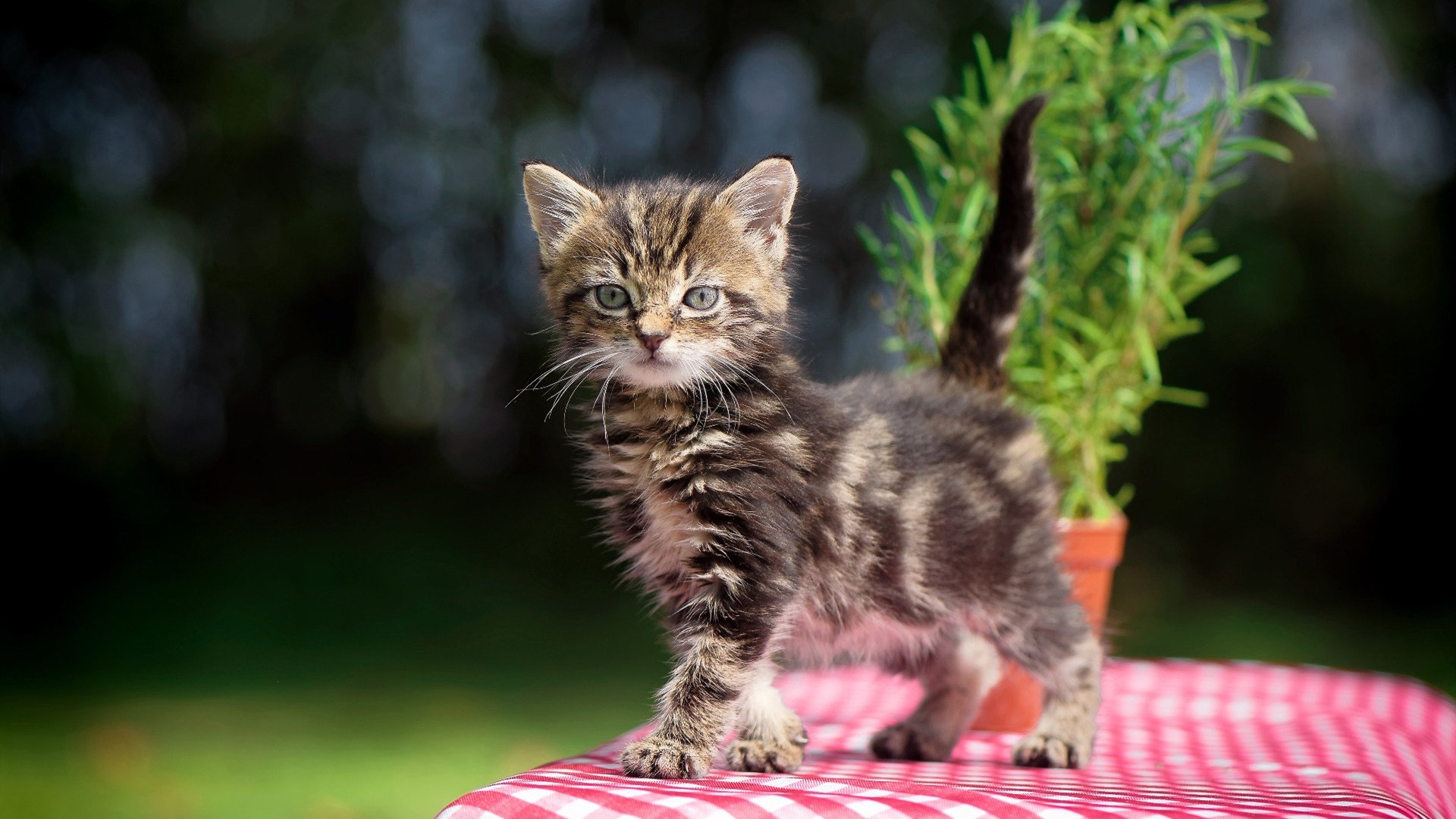 赛后采访:李明感慨“团队合作让我们取得胜利”!