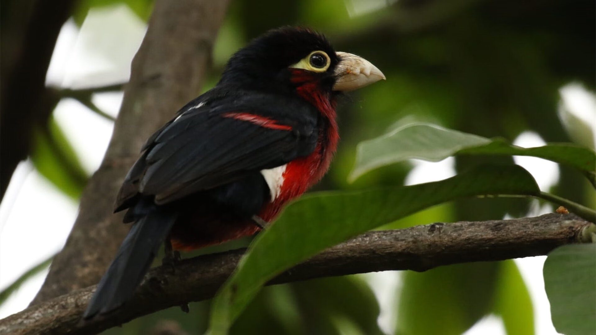 回顾高尔夫传奇之路,高尔夫合集