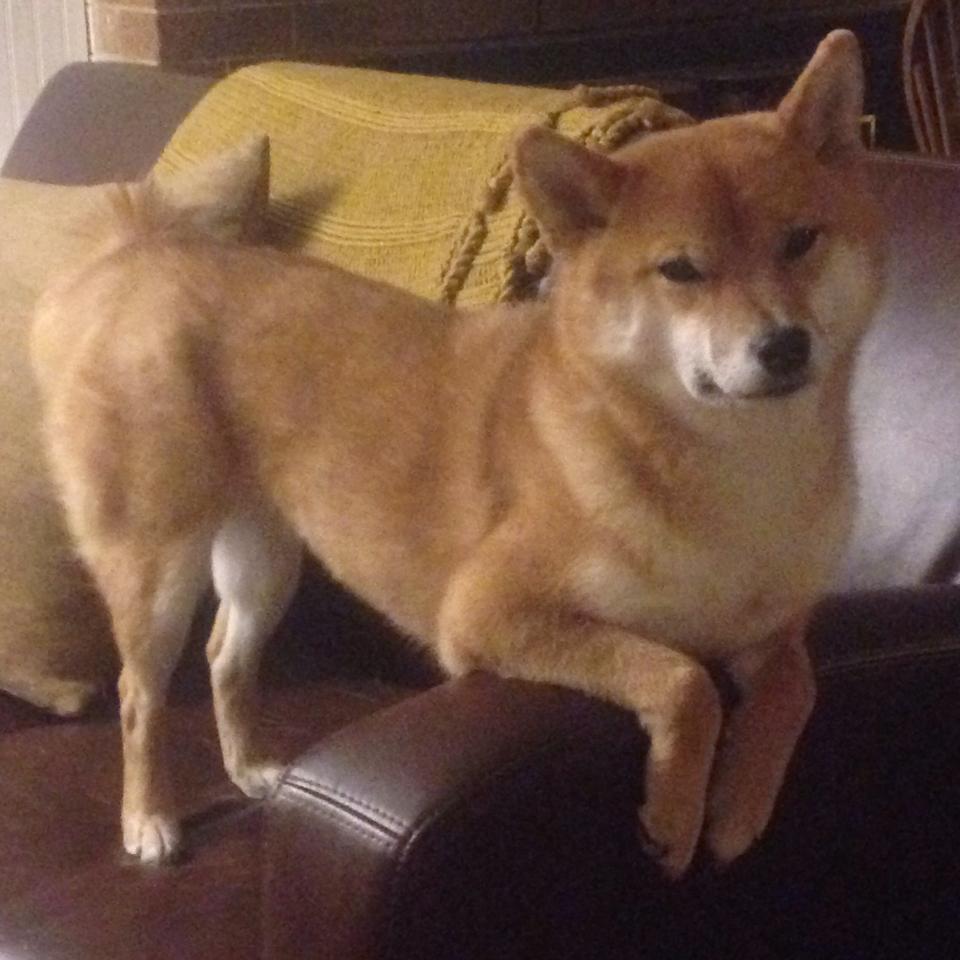 开云体育下载APP-快船队防守策略更加灵活，快船防守效率