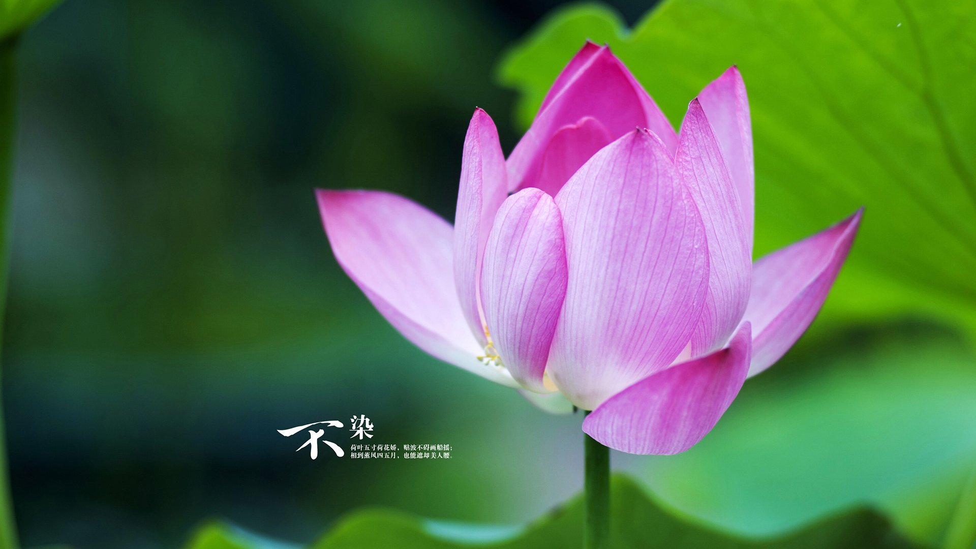 是否应设置外援名额限制，是否应设置外援名额限制的规定