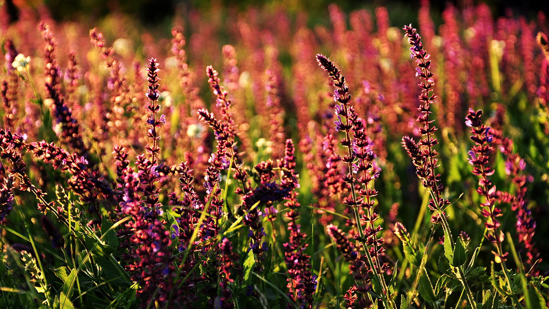 联赛新星：由青训崛起的未来明星们，2020青训lol