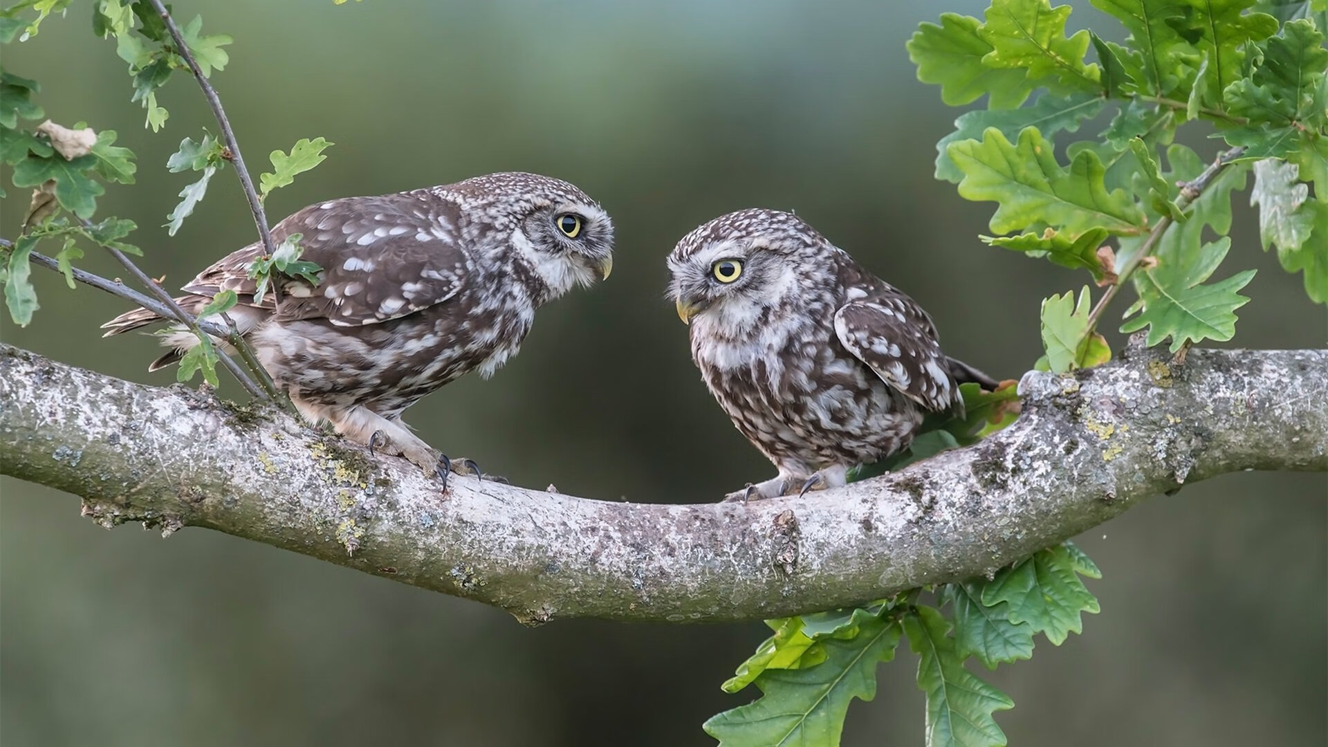 乒乓2024:混合团体世界杯赛制全面革新,今年乒乓球世界杯团体赛竞赛规则