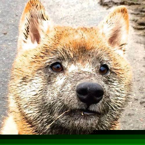 冬奥赛后评估 中国冰雪还有多远,北京冬奥会中国冰雪