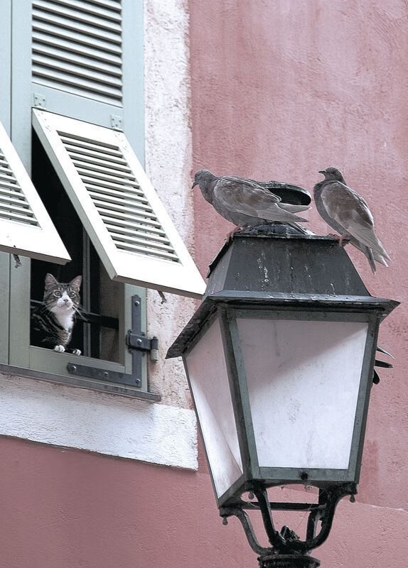 国际乒联混合团体世界杯:罗马尼亚队表现分析与未来发展,罗马尼亚乒乓球混双队员